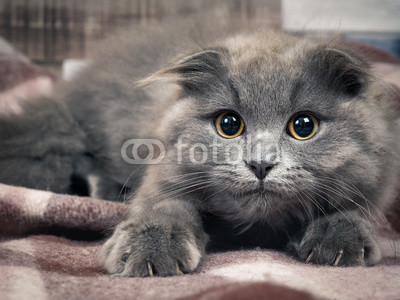 Grey kitten with sharp claws, a round yellow eyes and tufts on the ears