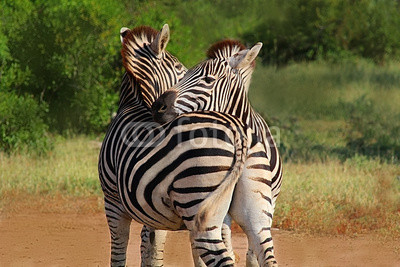 Hugging couple of zebras in Kruger National park. Wild nature.  Safari.  Autumn in South Africa. 