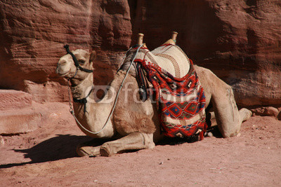 A camel surrounded by the red rocks of Petra, Jordan.