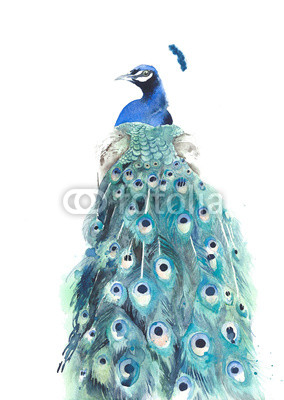 Peacock watercolor painting illustration isolated on white background