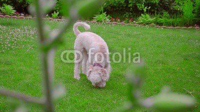 White Labradoodle sniffing. Dog sniffing green grass. Dog looking down. Smart dog searching. White puppy searching outside. Lovely pet on green lawn