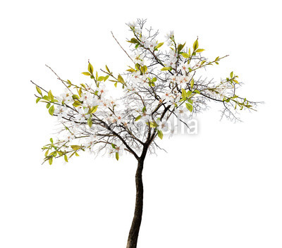 cherry spring tree with large white blooms