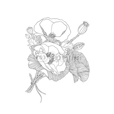 Poppy flowers vector bouquet