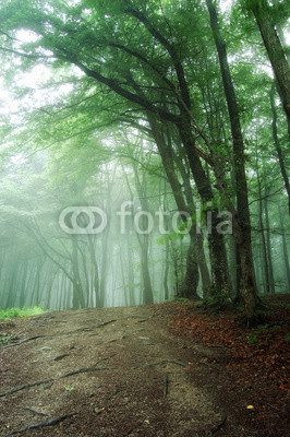 green forest in morning mist