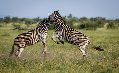 Two fighting Zebras in the grassland, jumping, Kruger National Park, South Africa