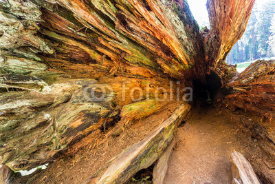 Perspective shooting of deep tree hollow.