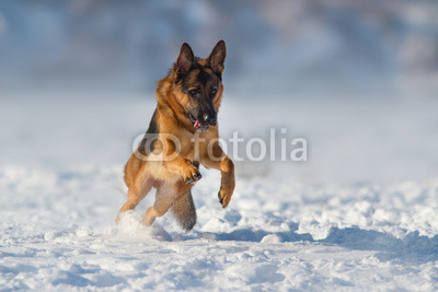 German shepherd dog play in snow