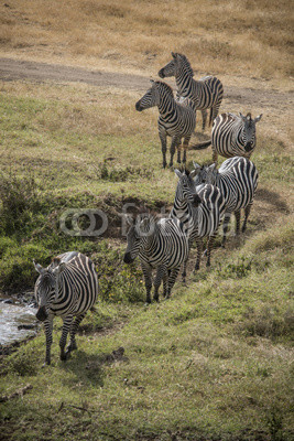 Line of Zebras, Ngorongoro Crater, Tanzania