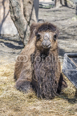 Bactrian camel 