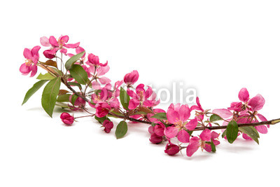  pink flowers on an apple-tree