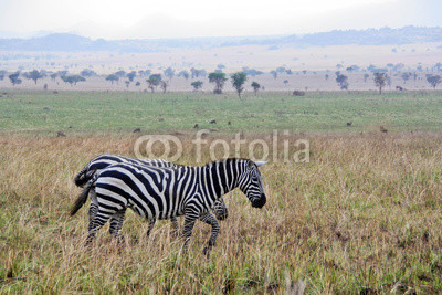 Zebras on a walk