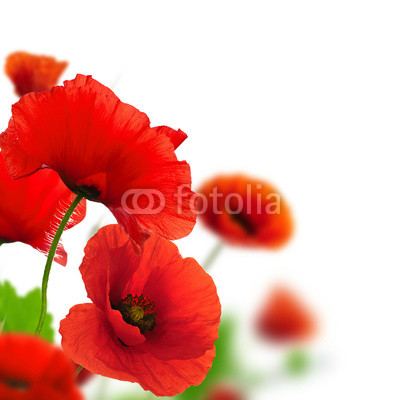 poppy flowers