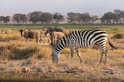 Zebra and Wilde Beast