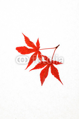 autumn leaves
