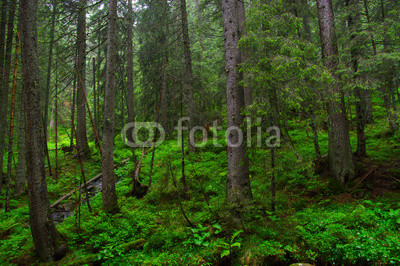 Trees in forest