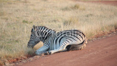 An African plains zebra rolls around in the dust
