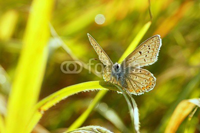 Motyl