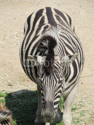 Striped, cute black white Zebra neatly combed mane and tail walking under the summer sun at the zoo of Erfurt.
