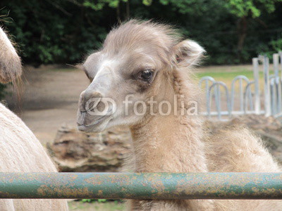  Camels family - mom, dad and baby are having lunch in the fresh summer air at the zoo of Erfurt. Small camel is very cute and funny.