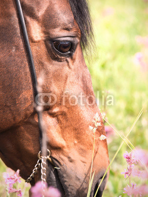 portrait of grazing bay horse. close up