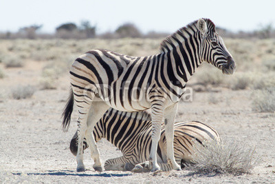 Zebras in desert, Namibia Africa