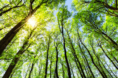 Grüner Wald im Sonnenlicht 