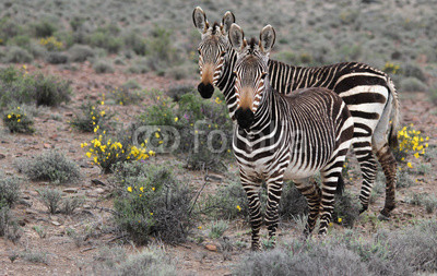 Mountain Zebra