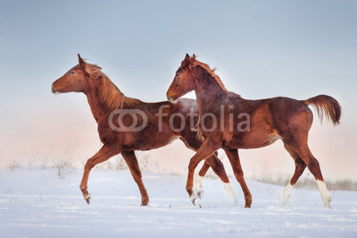 Two red horse run gallop in snow field at sunset