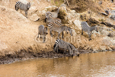 zebra