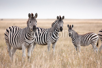 Zebras migration in Makgadikgadi Pans National Park - Botswana