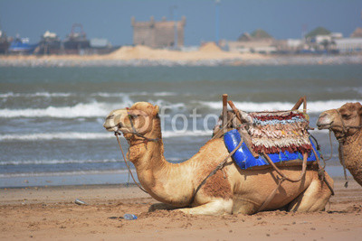 Cammelli in Morocco