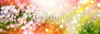 Blossoming branch apple. Bright colorful spring flowers