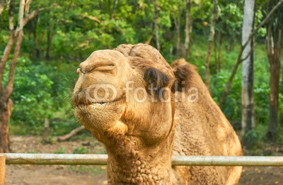 Camel smile