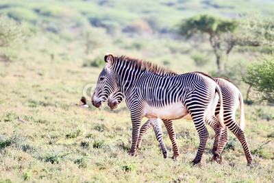 Zebras and birds