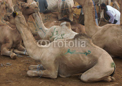 Birqash Camel Market