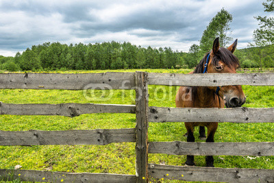 Farm with horse on green field, rural scene