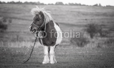 Disagreement, picture of a pony showing disagreement