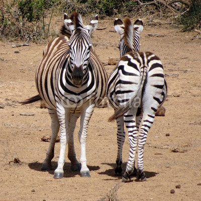 Funny Zebras