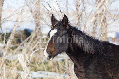 a horse in a pasture in winter