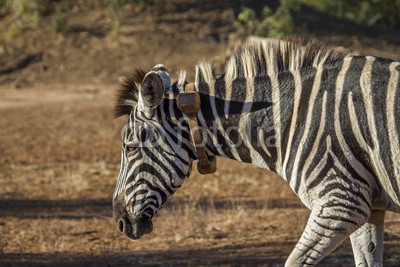 Plains zebra in Kruger National park, South Africa