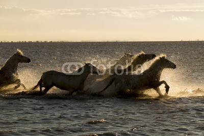 White horses of Camargue France
