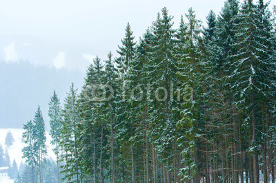 Christmas winter landscape, spruce and pine trees covered in snow on a mountain road