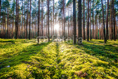 Sunrise in pine forest