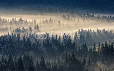 coniferous forest in foggy mountains