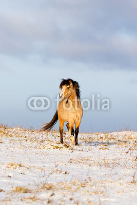 welsh pony