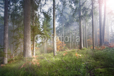 Magic sun light in the foggy forest tree landscape.