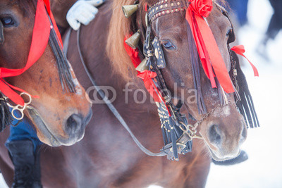 Horses and red ribbons