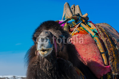 brown camel closeup