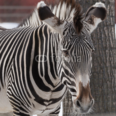zebra