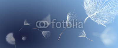 flying dandelion seeds on a blue background
